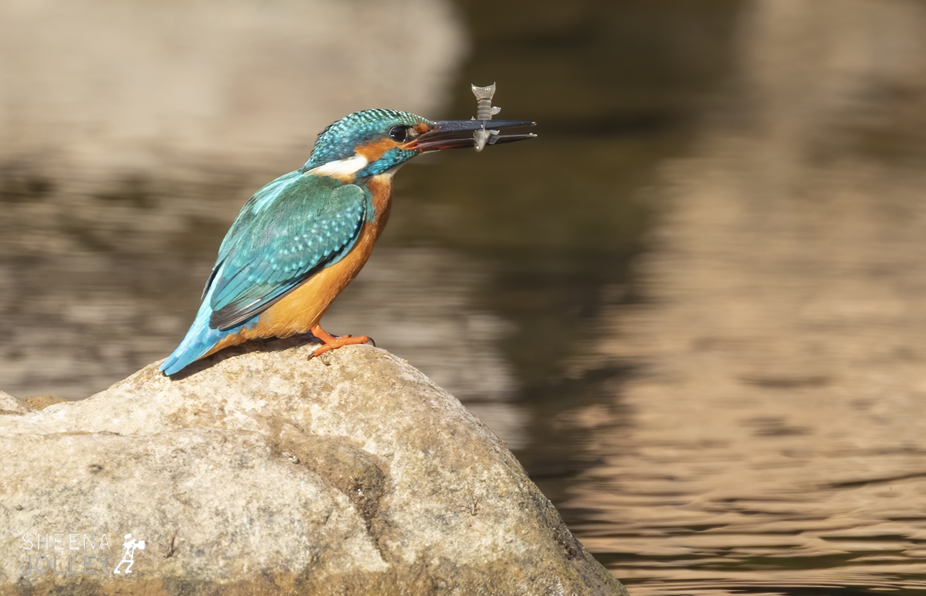 Good Catch-.jpg - India